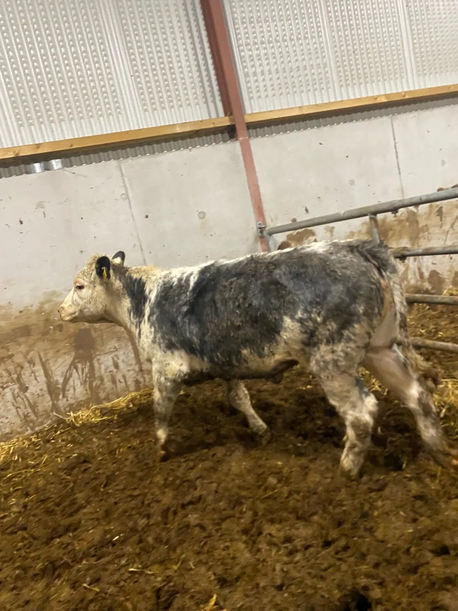 Super blue cow maker - Image 4