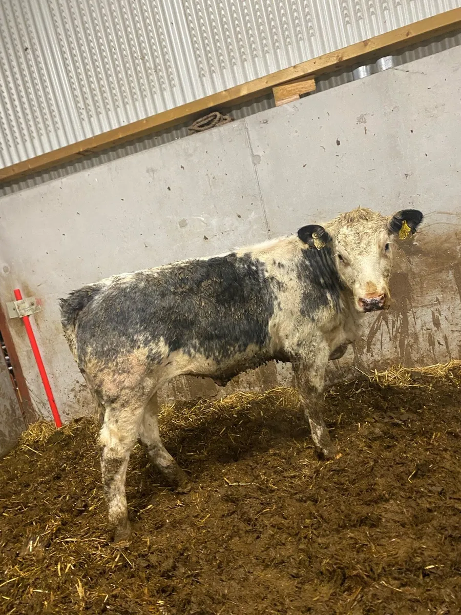 Super blue cow maker - Image 1