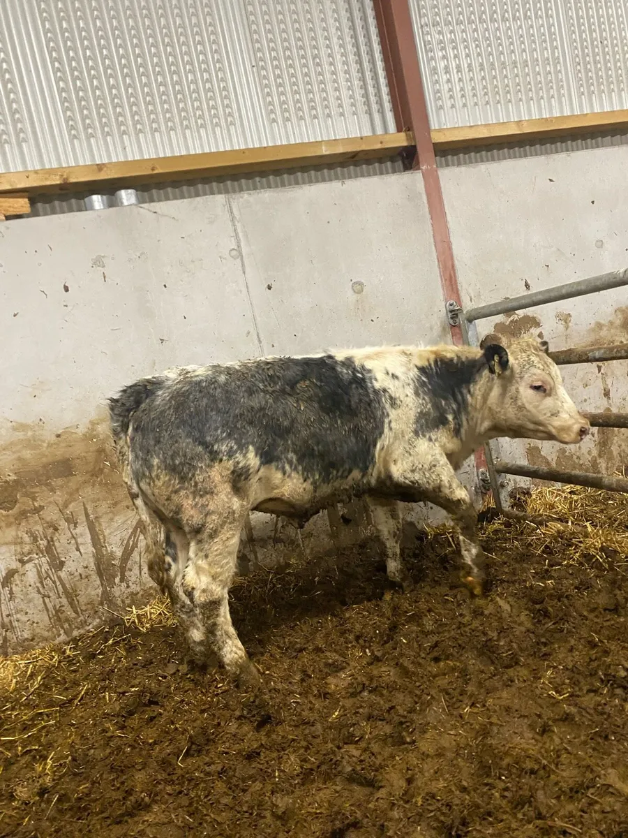 Super blue cow maker - Image 2