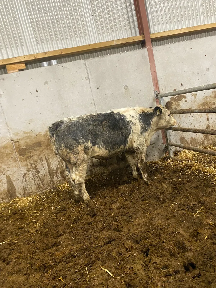 Super blue cow maker - Image 3