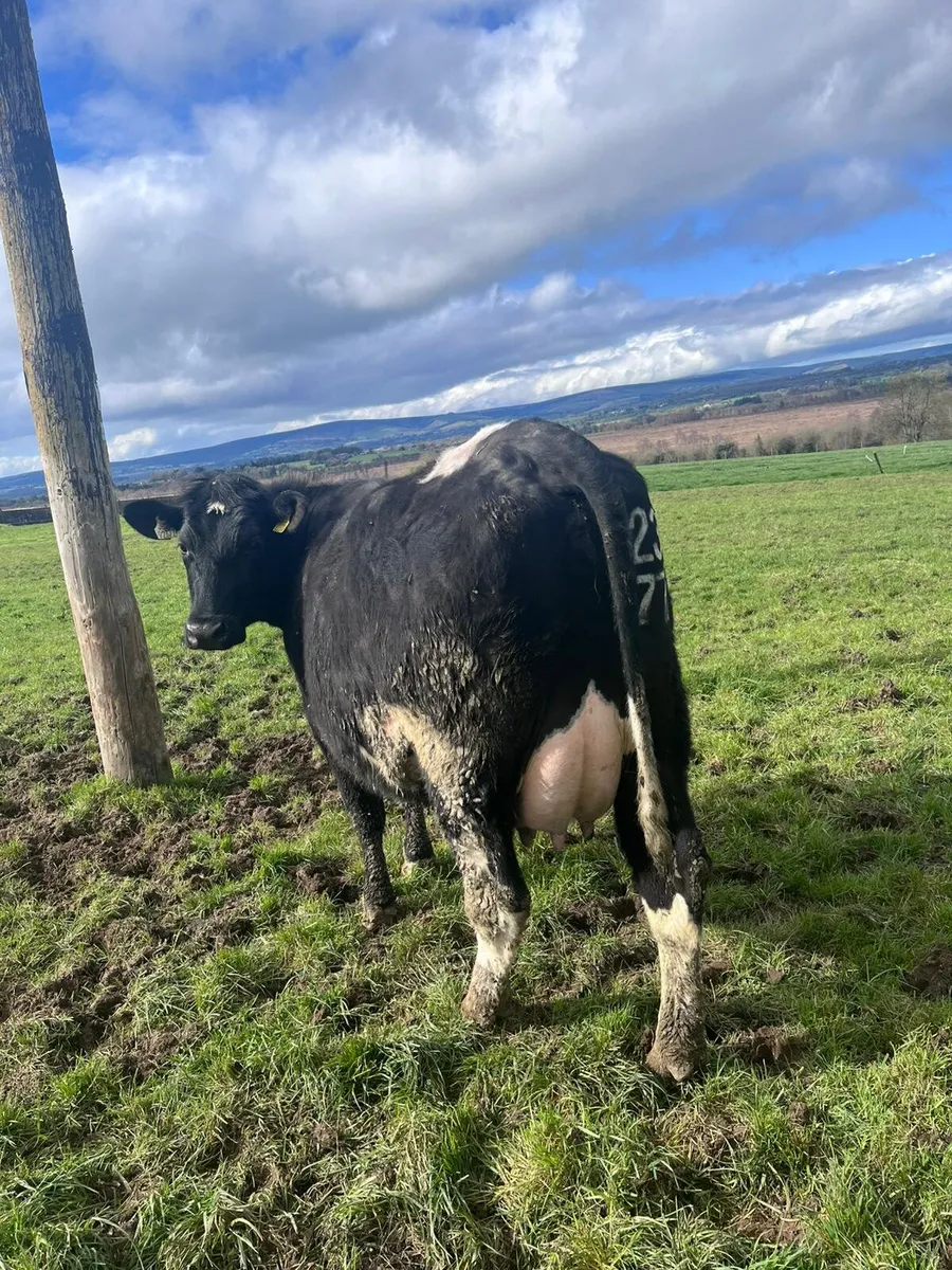 7 1st calved dairy hfs for sale - Image 1