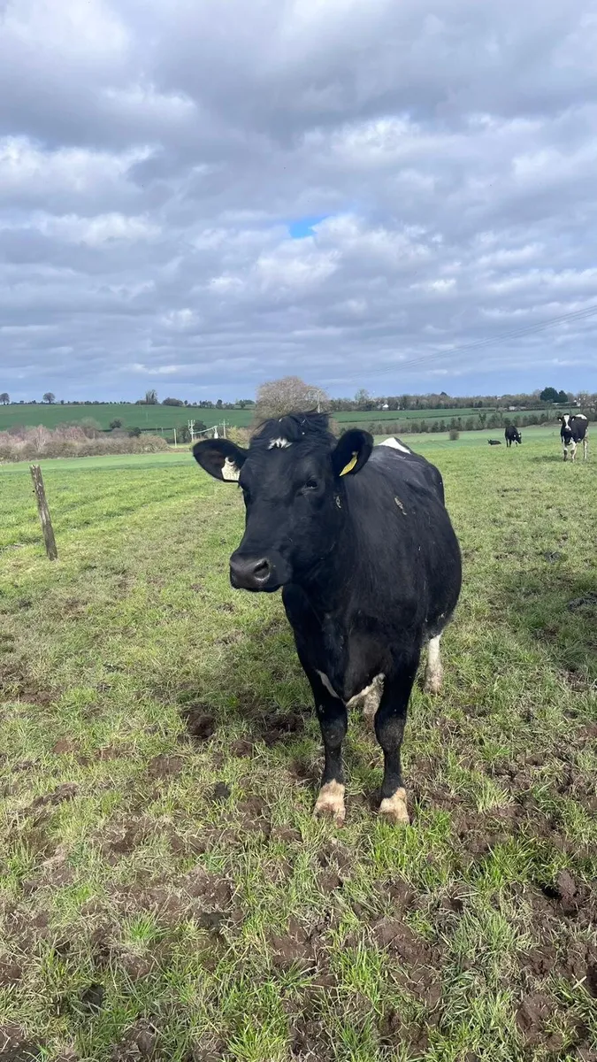 7 1st calved dairy hfs for sale - Image 2