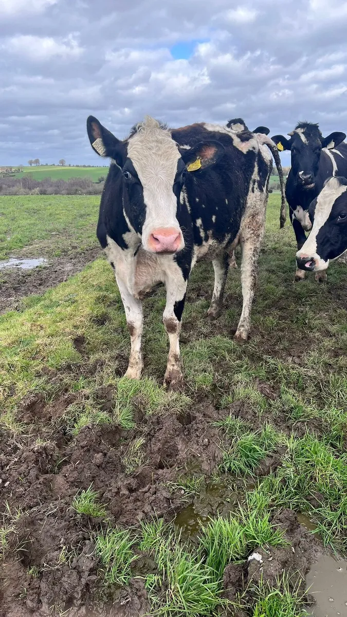 7 1st calved dairy hfs for sale - Image 4