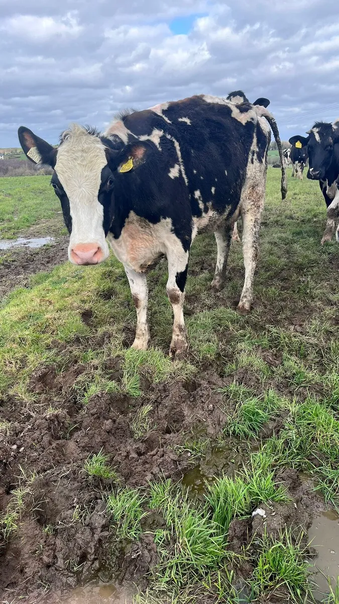 7 1st calved dairy hfs for sale - Image 3