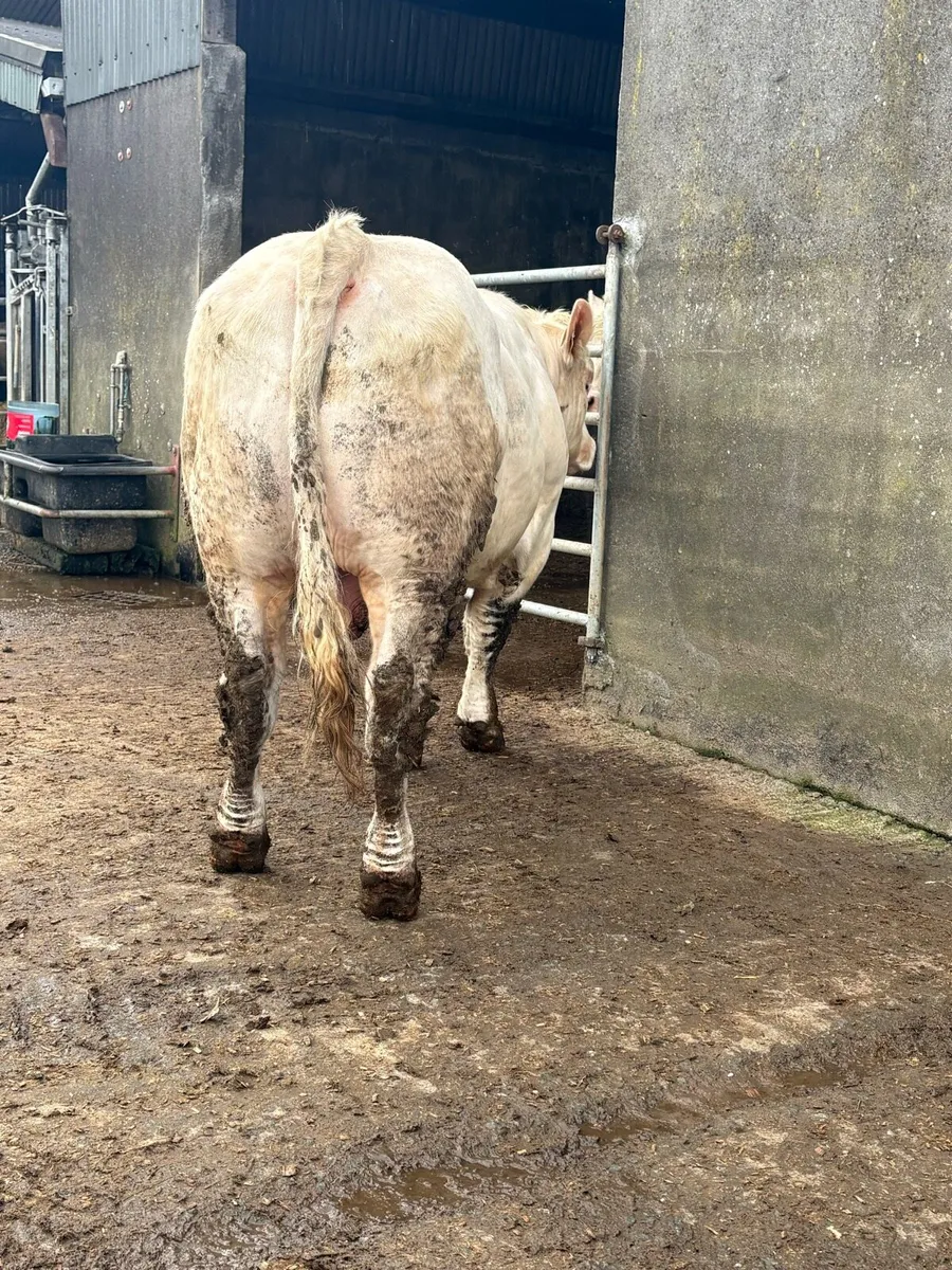 5 ⭐️ PBR CHAROLAIS BULLS. - Image 3