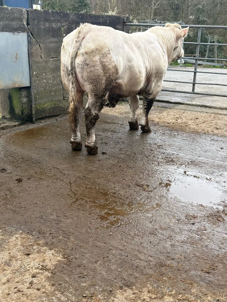 5 ⭐️ PBR CHAROLAIS BULLS. - Image 4