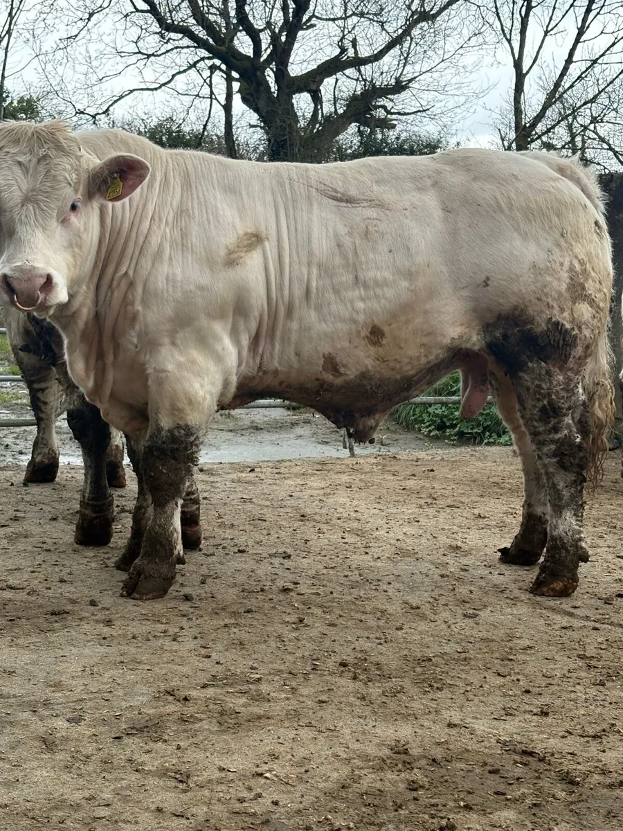 5 ⭐️ PBR CHAROLAIS BULLS. - Image 2