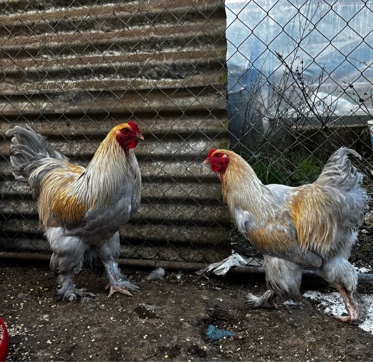 Roosters - Image 1