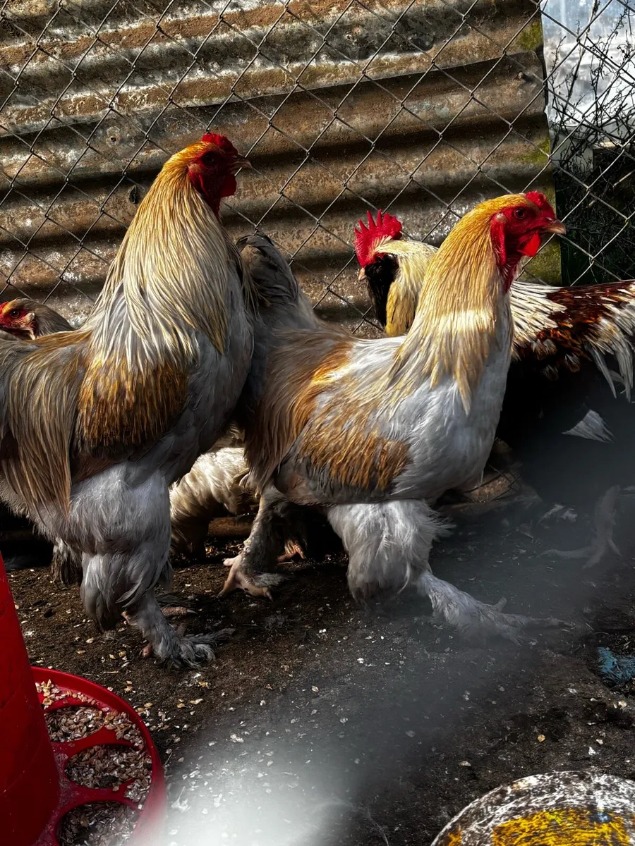 Roosters - Image 2