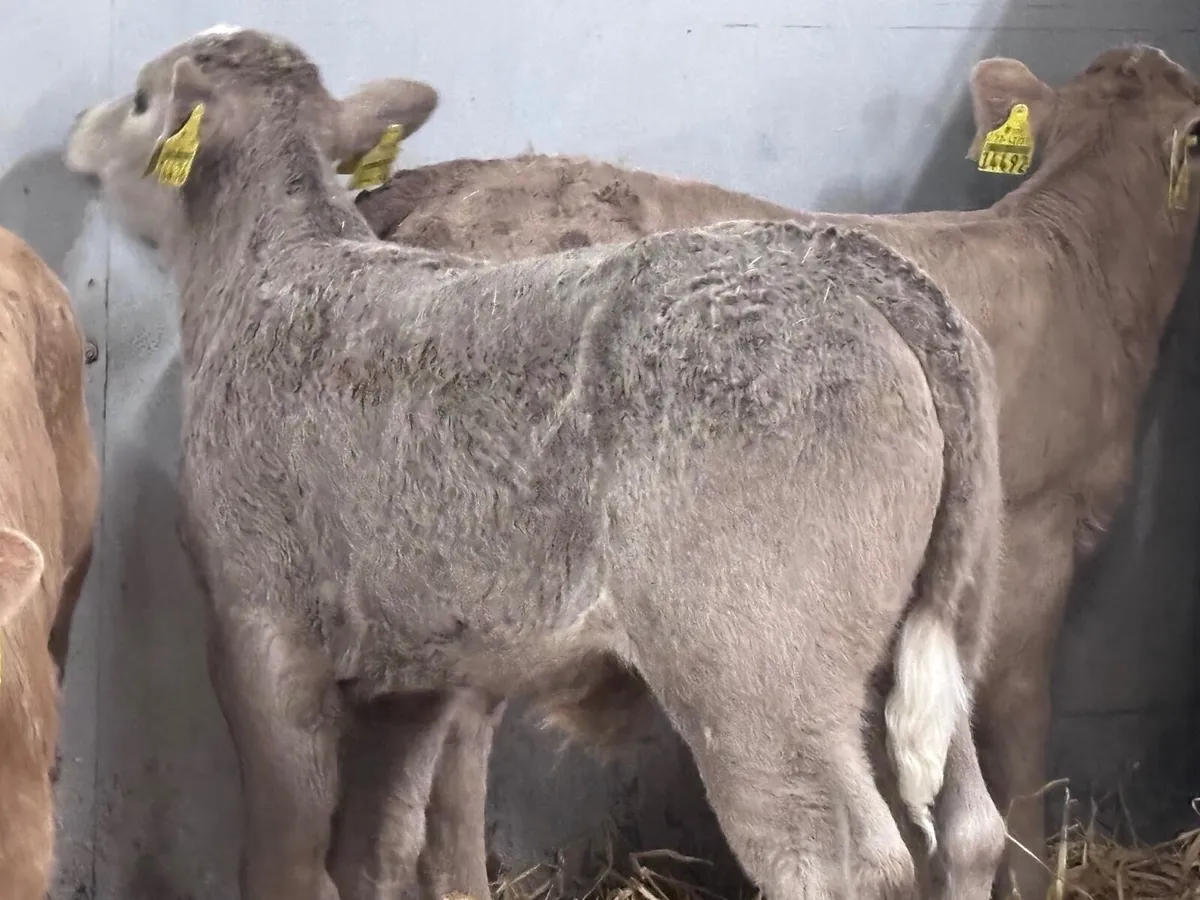 8 super Charlaois calves for sale - Image 2