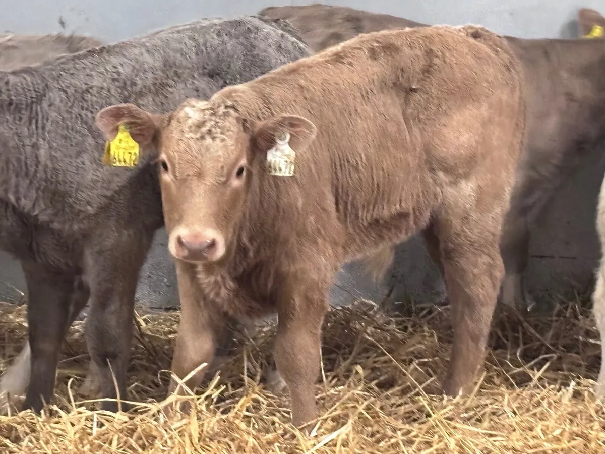8 super Charlaois calves for sale - Image 3