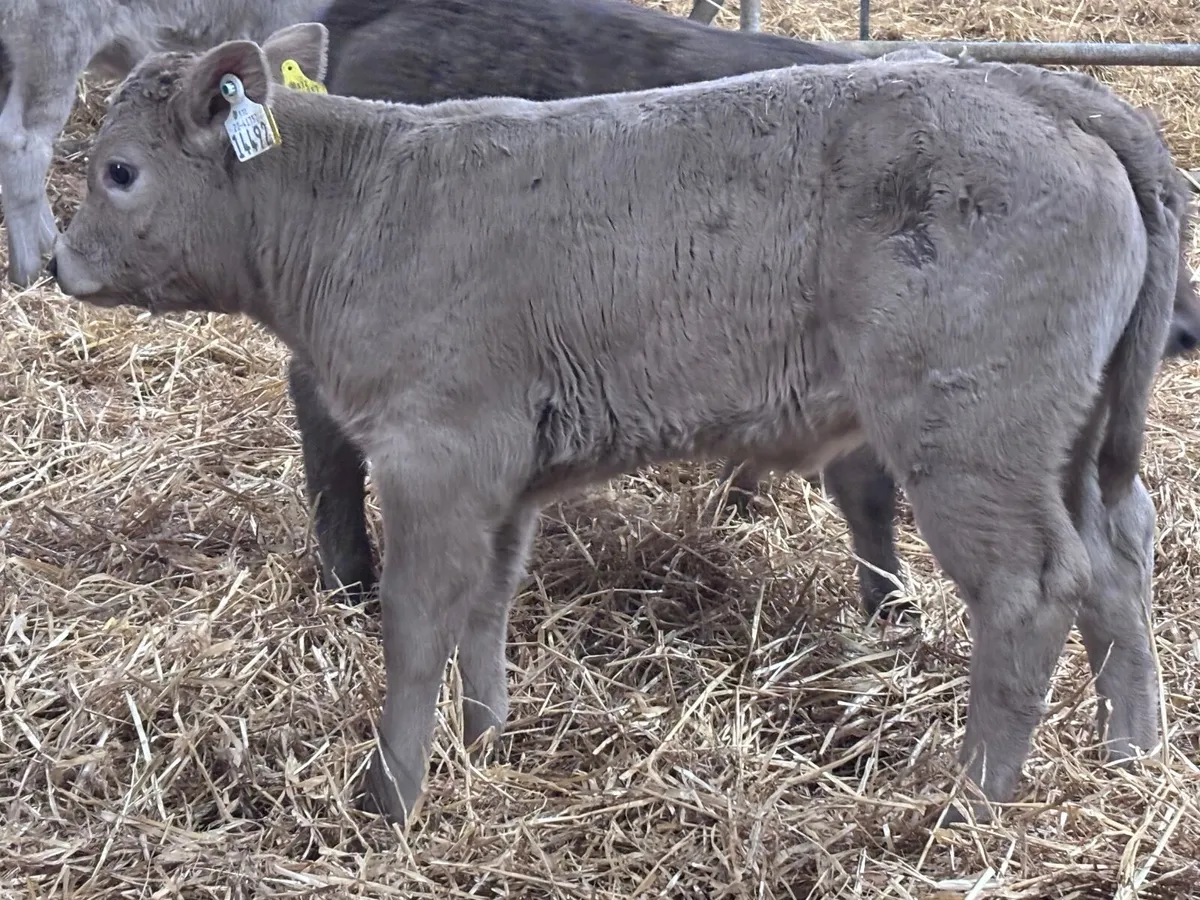 8 super Charlaois calves for sale - Image 4