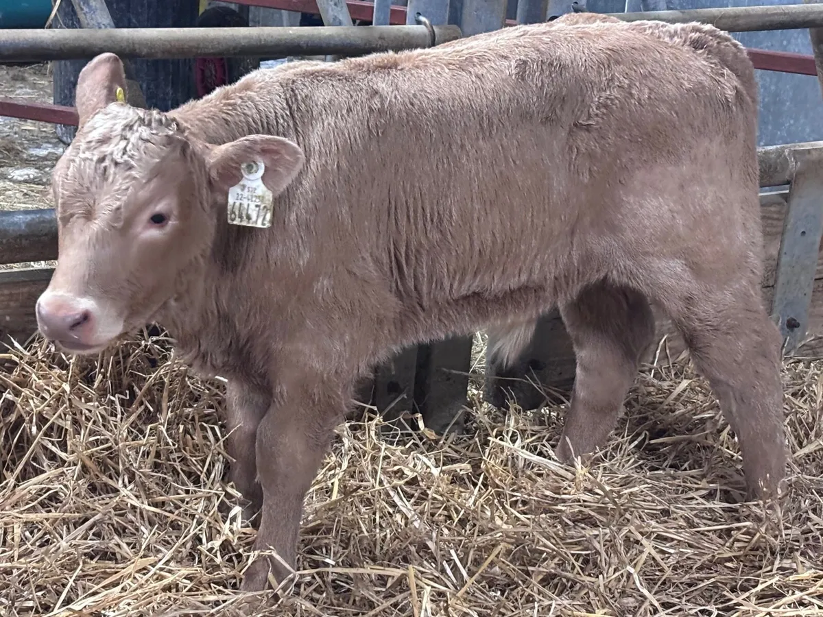 8 super Charlaois calves for sale - Image 1