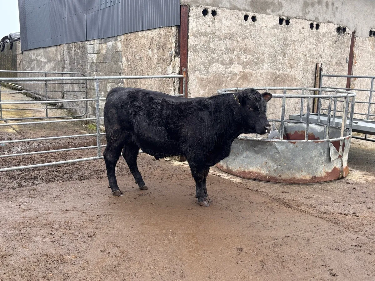 PBR  Aberdeen Angus Bull - Image 2