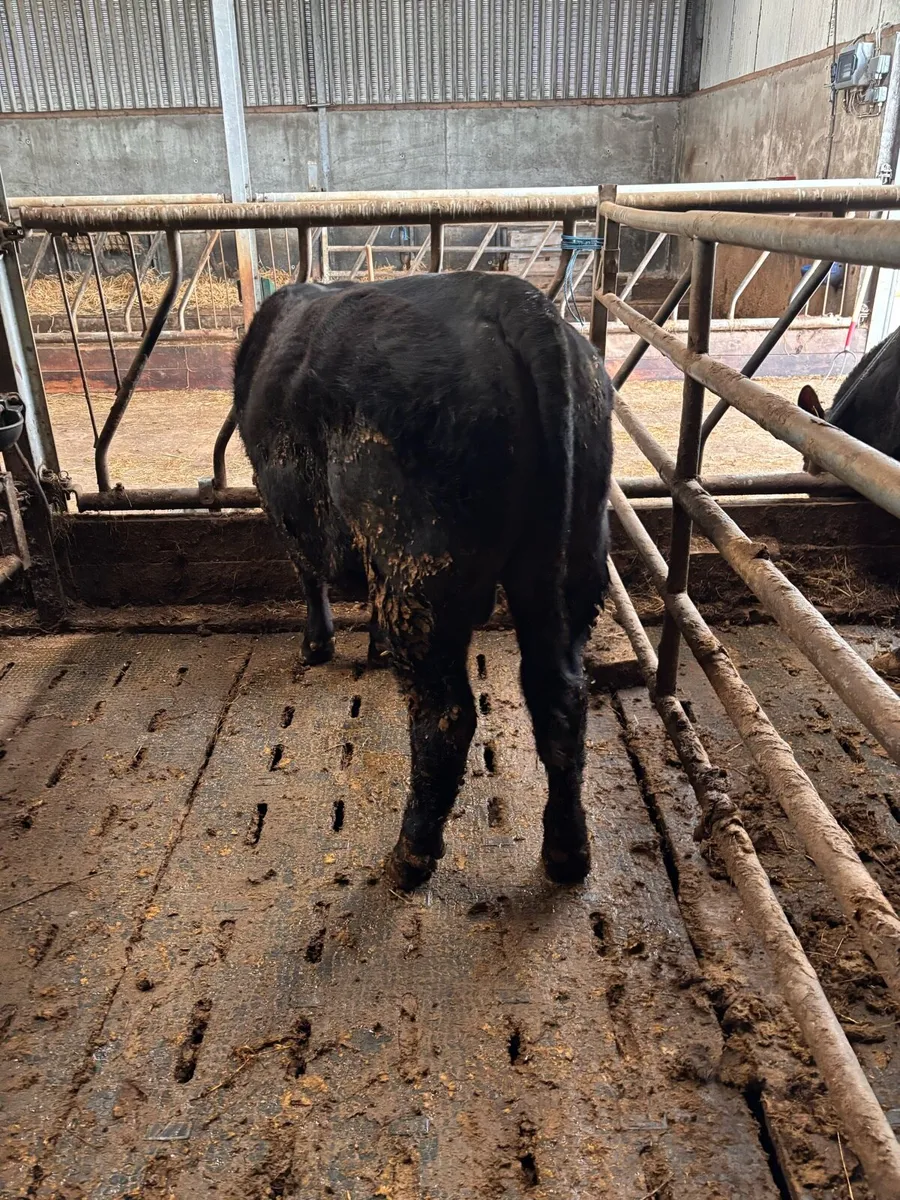 PBR  Aberdeen Angus Bull - Image 3