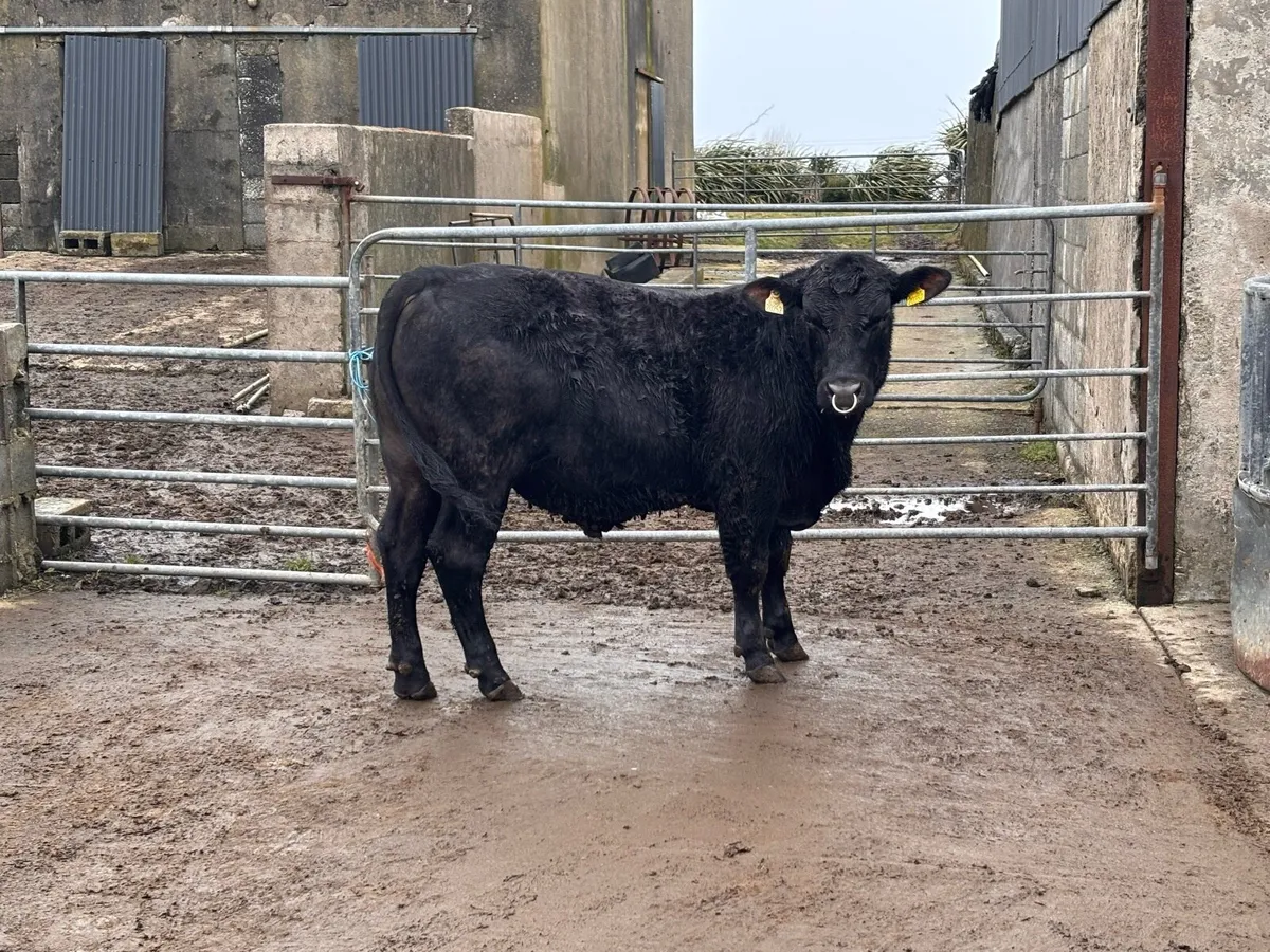 PBR  Aberdeen Angus Bull - Image 4