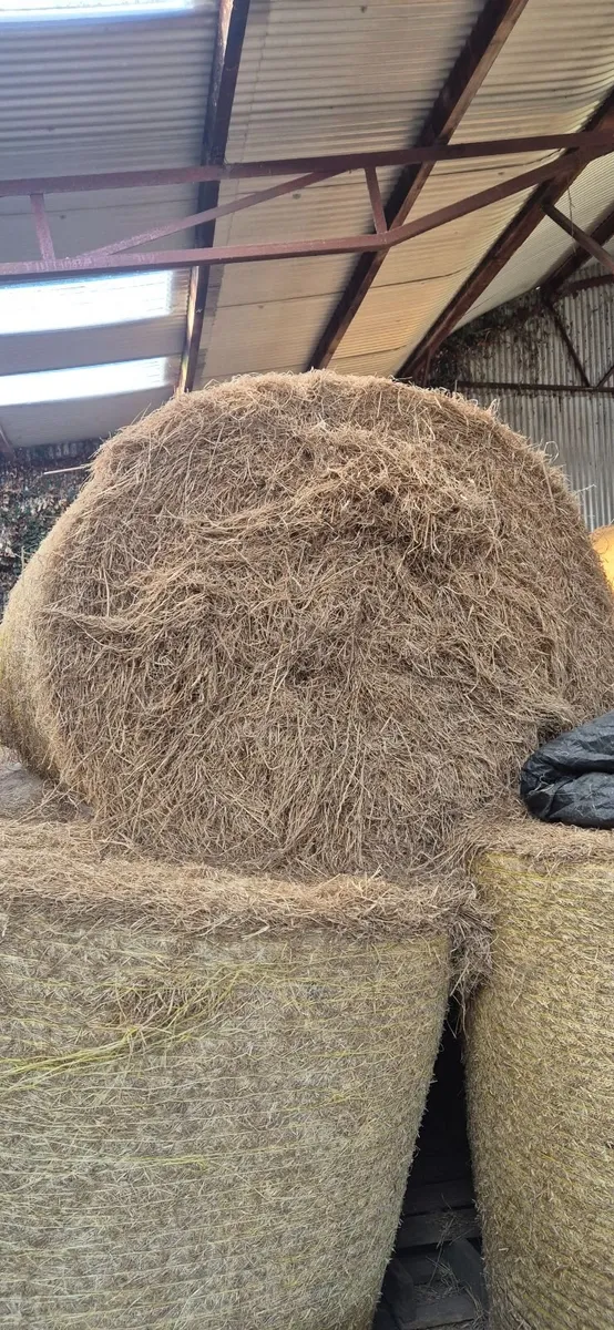 Hay & Straw - Image 2