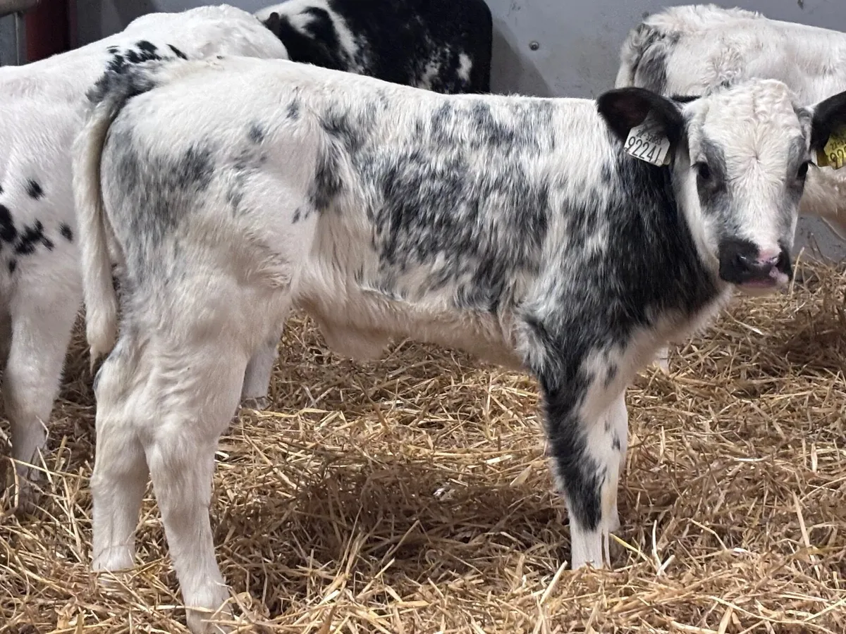 6 smashing Belgium blue heifer calves for sale - Image 3