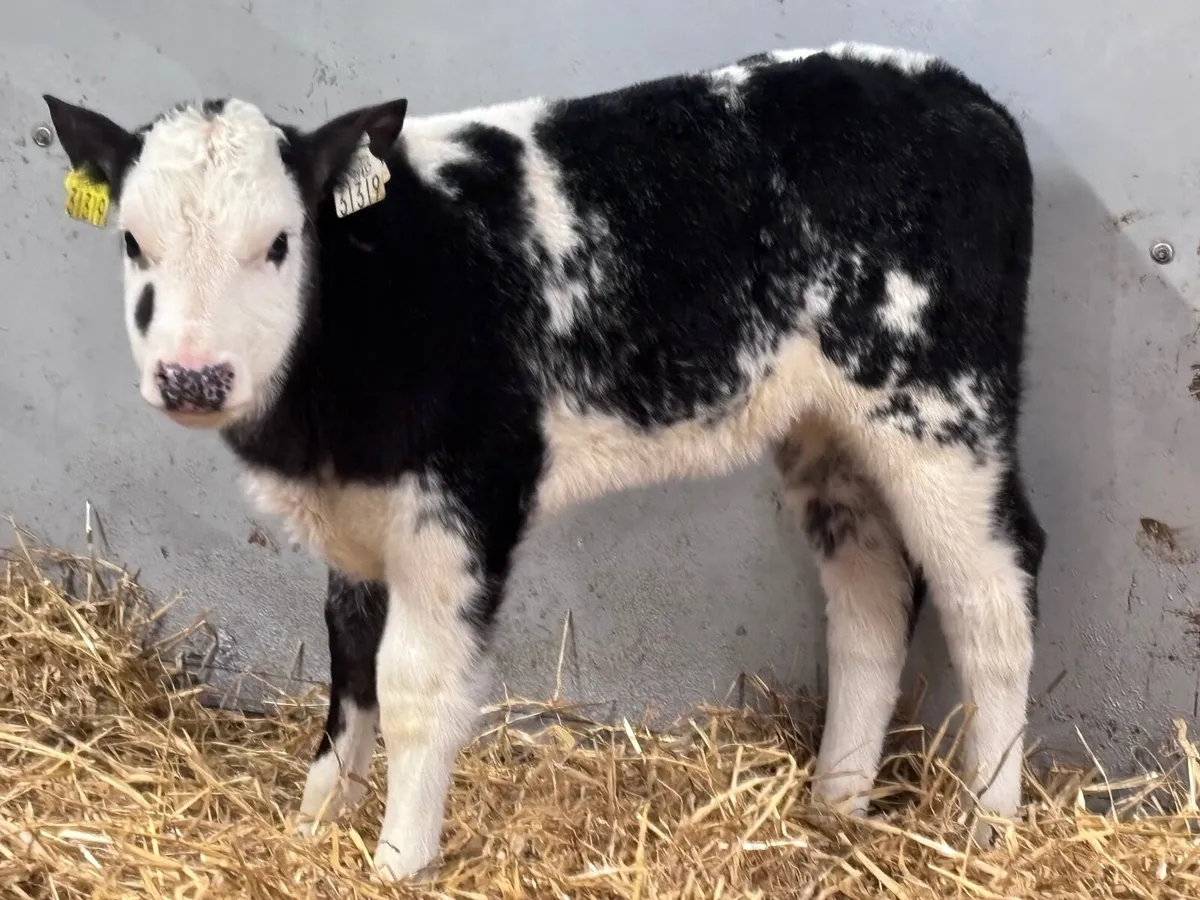 6 smashing Belgium blue heifer calves for sale - Image 2