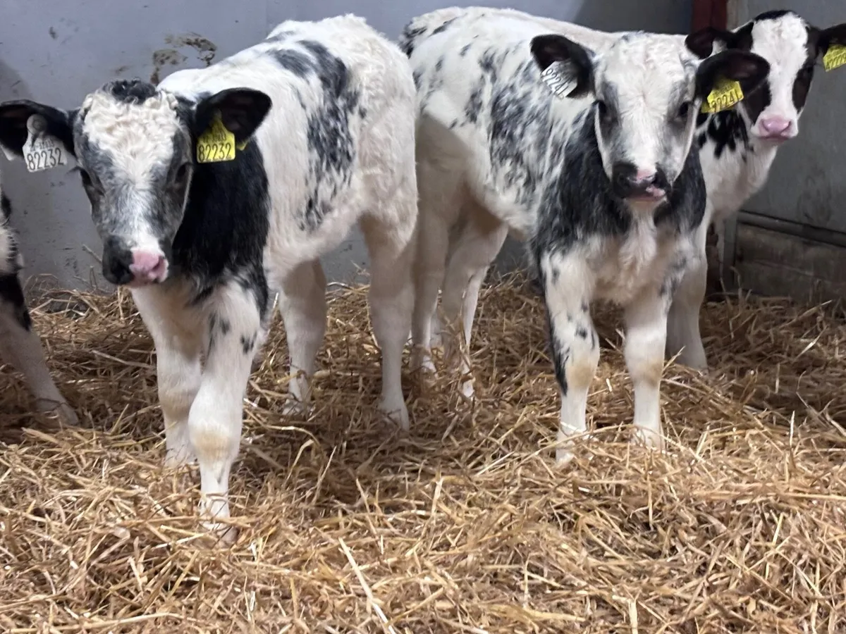 6 smashing Belgium blue heifer calves for sale - Image 4