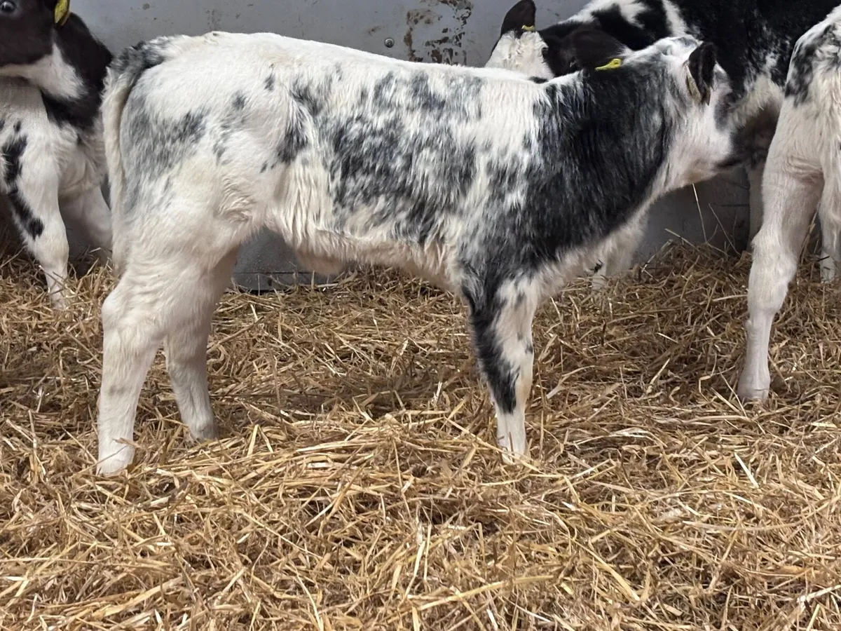 6 smashing Belgium blue heifer calves for sale - Image 1