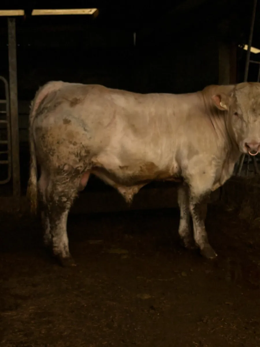 5 ⭐️ PBR CHAROLAIS BULL. - Image 2