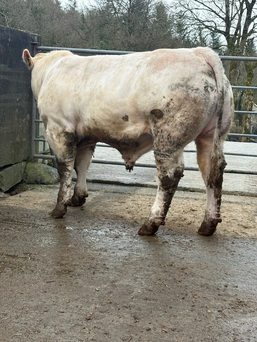 5 ⭐️ PBR CHAROLAIS BULL. - Image 3