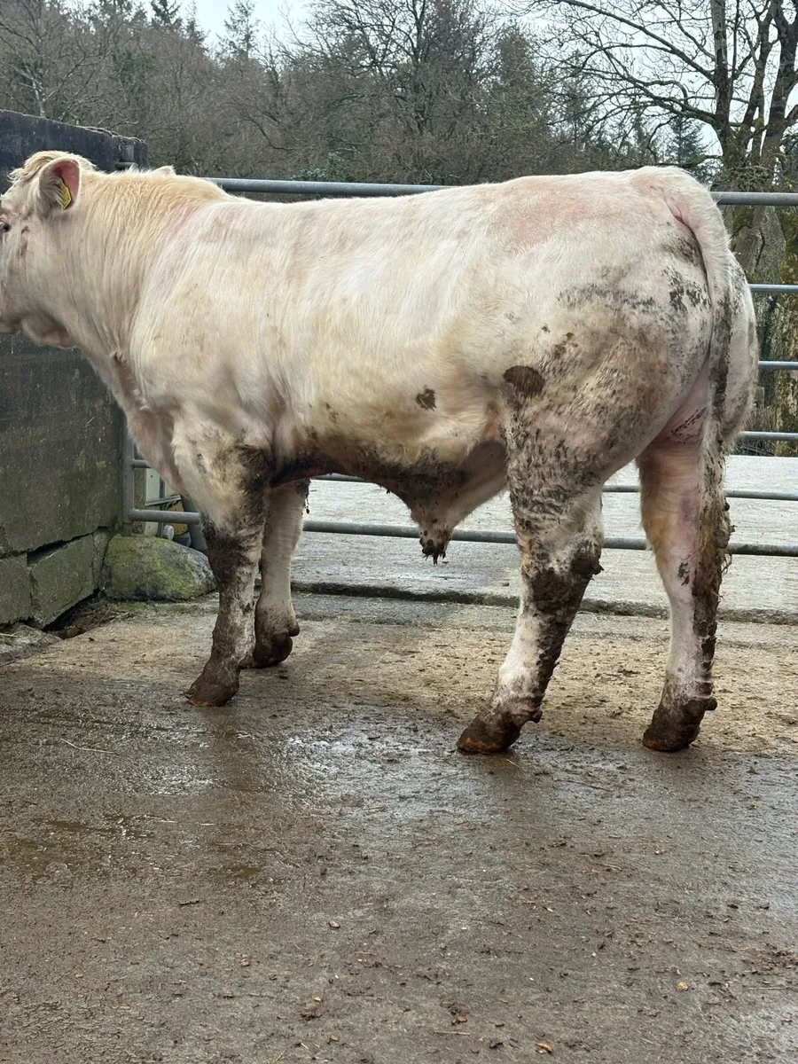 5 ⭐️ PBR CHAROLAIS BULL. - Image 4