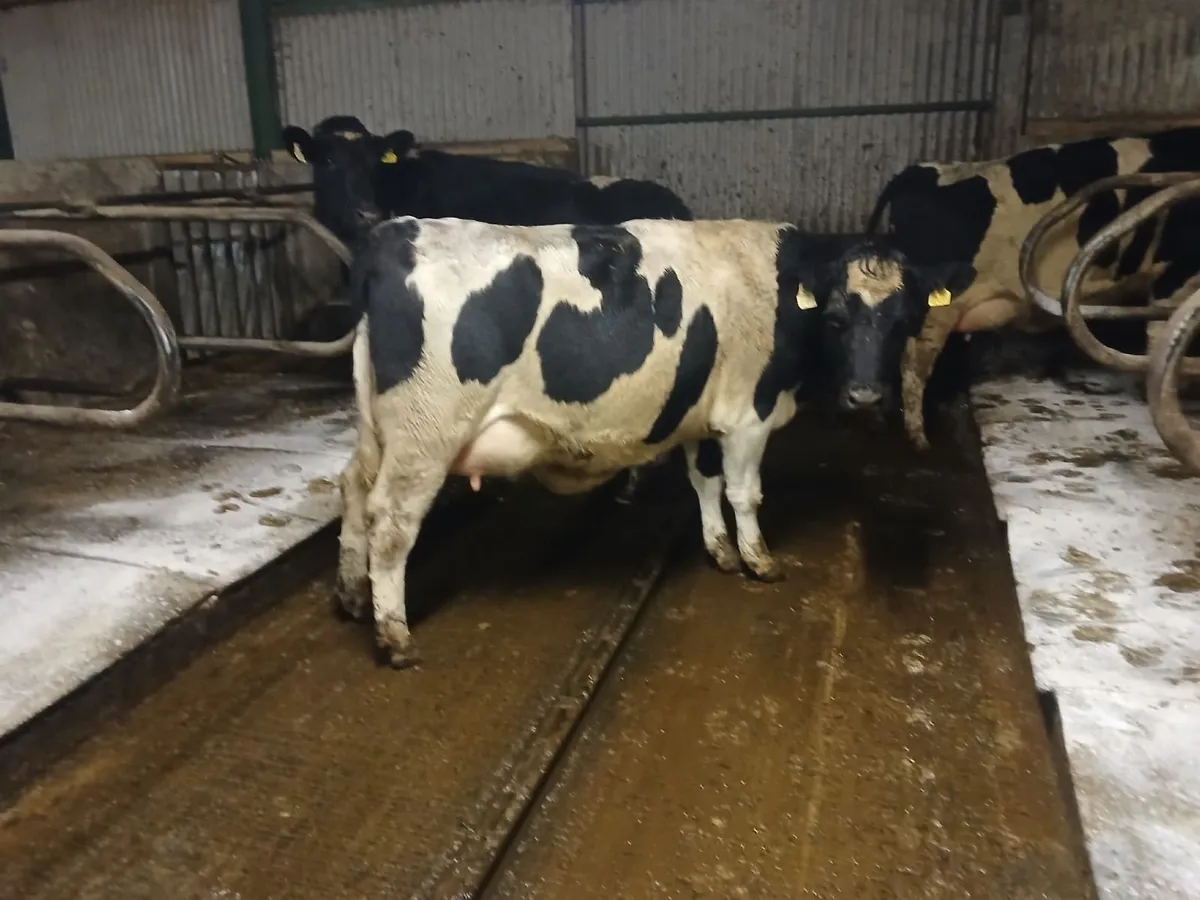 Calved British Fresian Heifers - Image 3