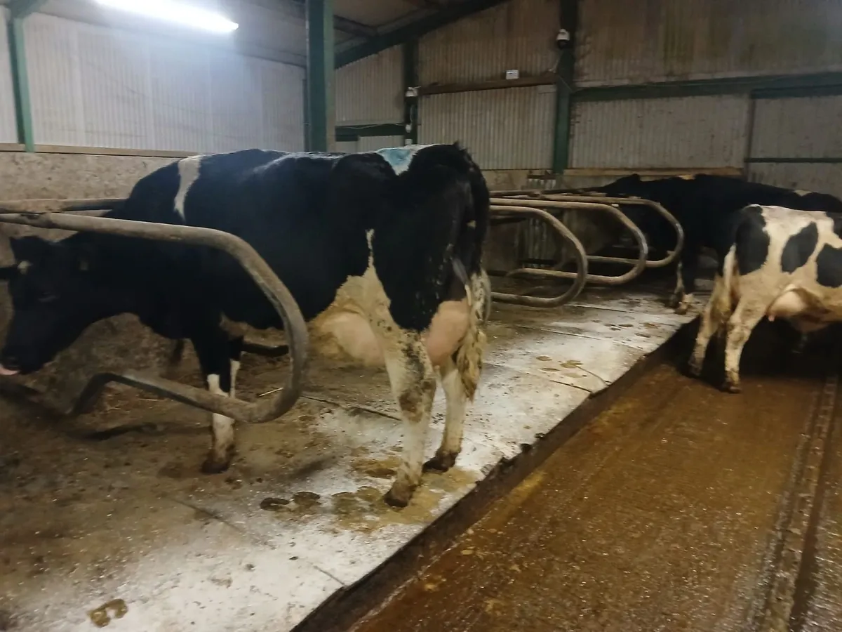 Calved British Fresian Heifers - Image 4