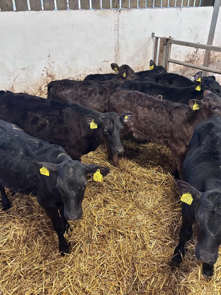 Angus heifers - Image 1