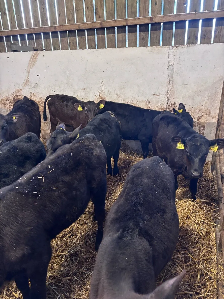 Angus heifers - Image 2