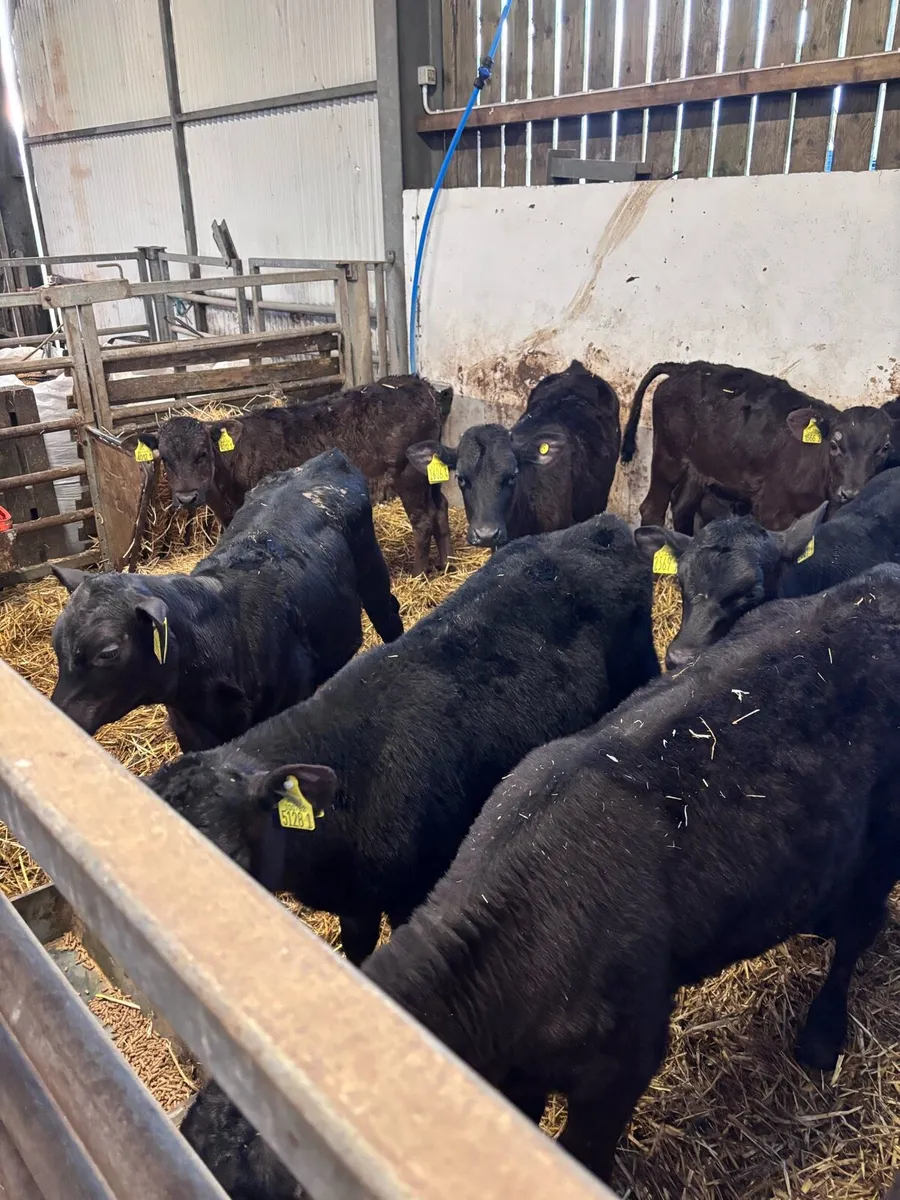 Angus heifers - Image 3
