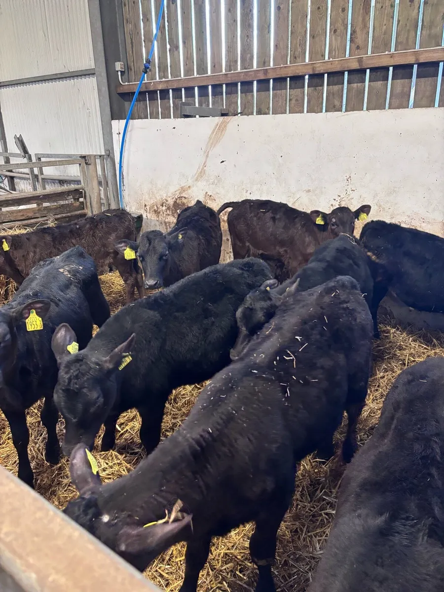 Angus heifers - Image 4