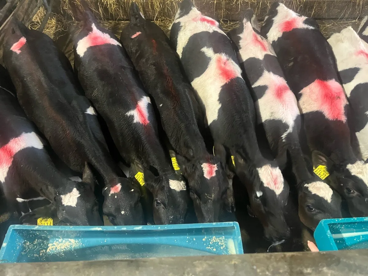 British fr bull calves - Image 3