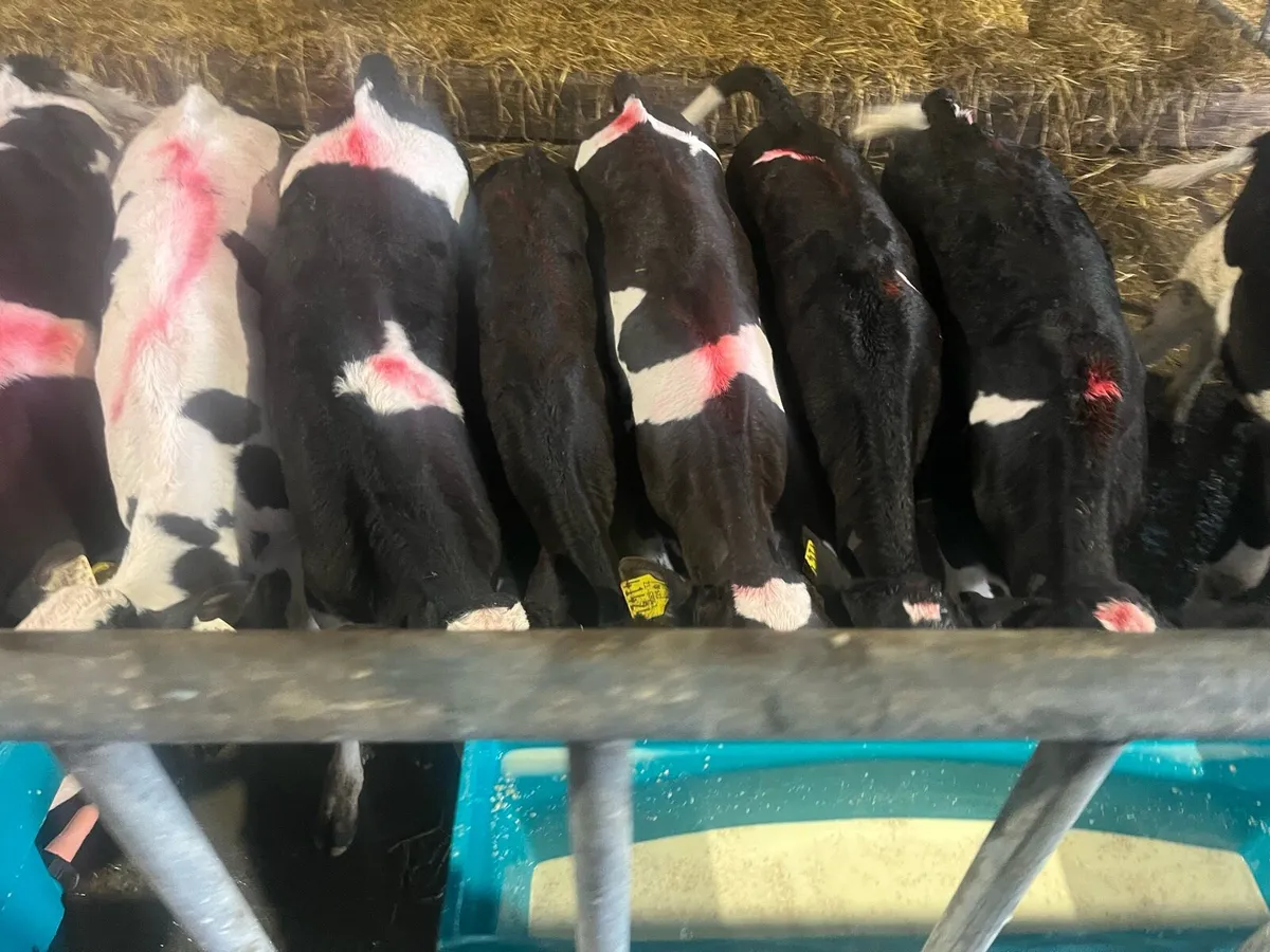 British fr bull calves - Image 1