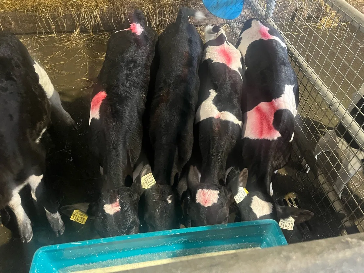 British fr bull calves - Image 2