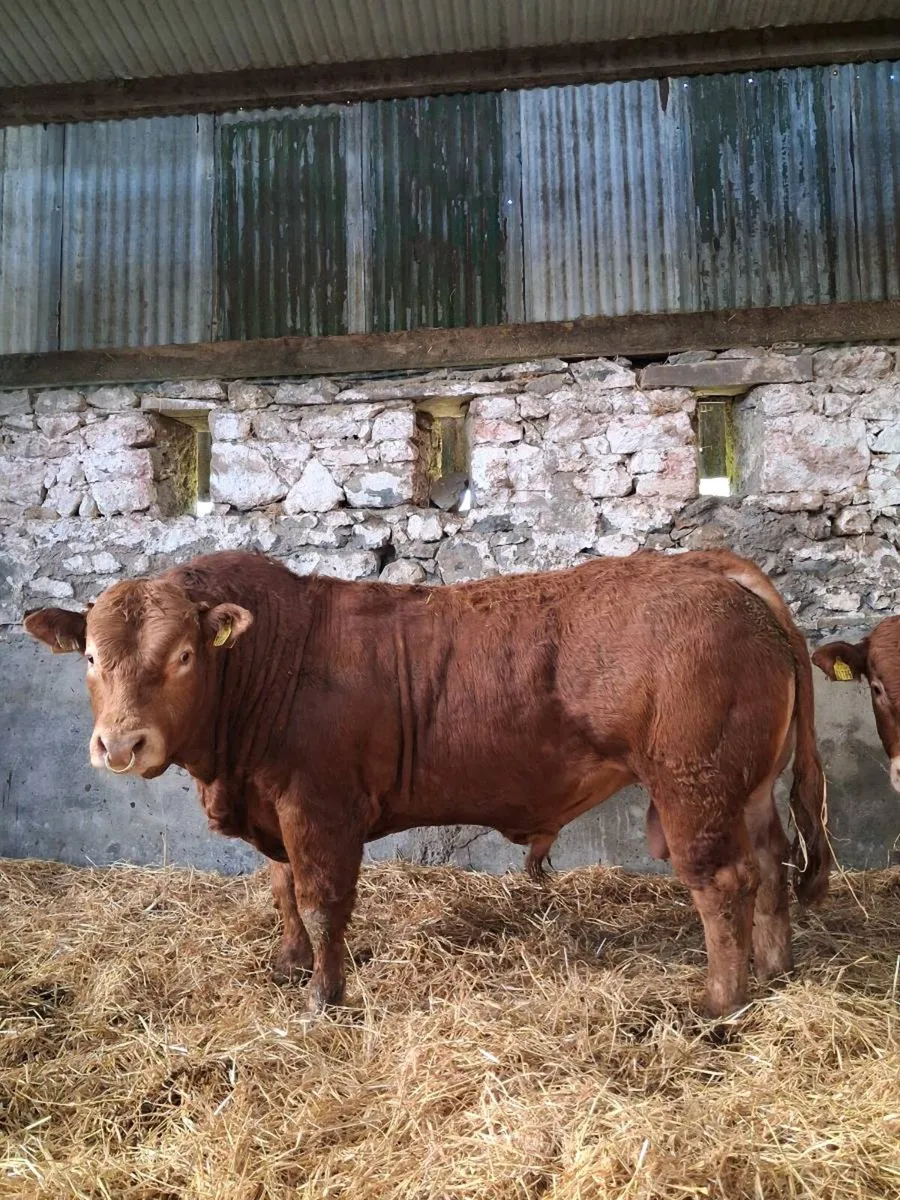 Limousin bull