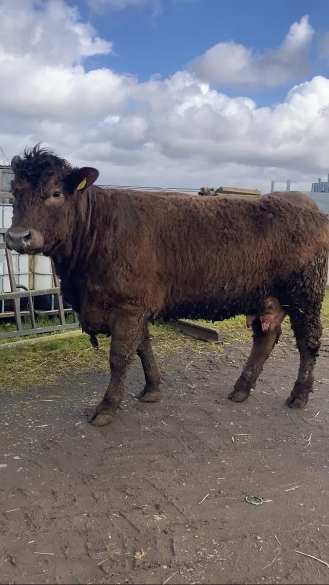 Angus/Charolais Heifers - Image 1