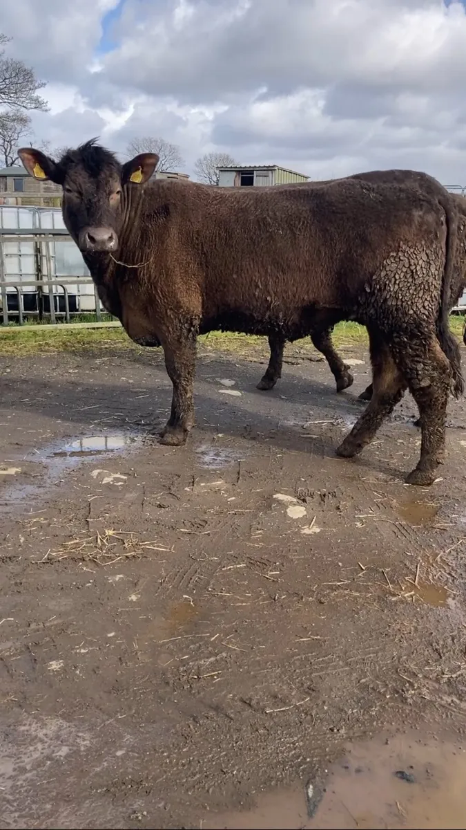 Angus/Charolais Heifers - Image 2
