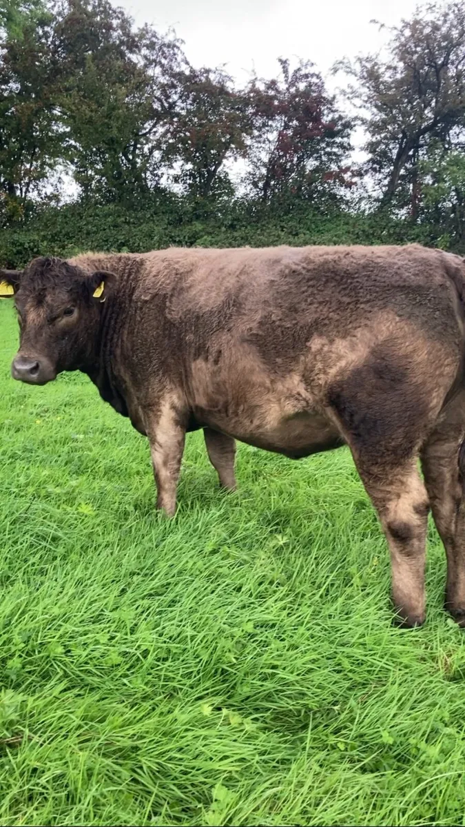 Angus/Charolais Heifers - Image 4
