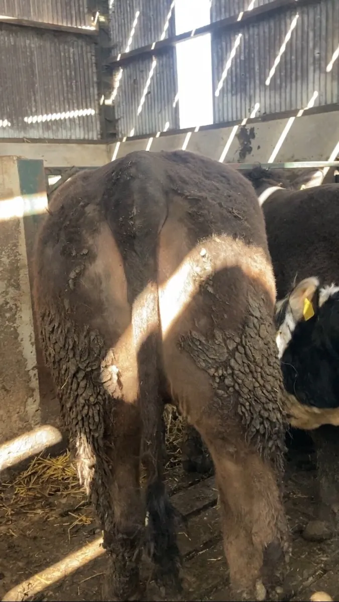 Angus/Charolais Heifers - Image 3