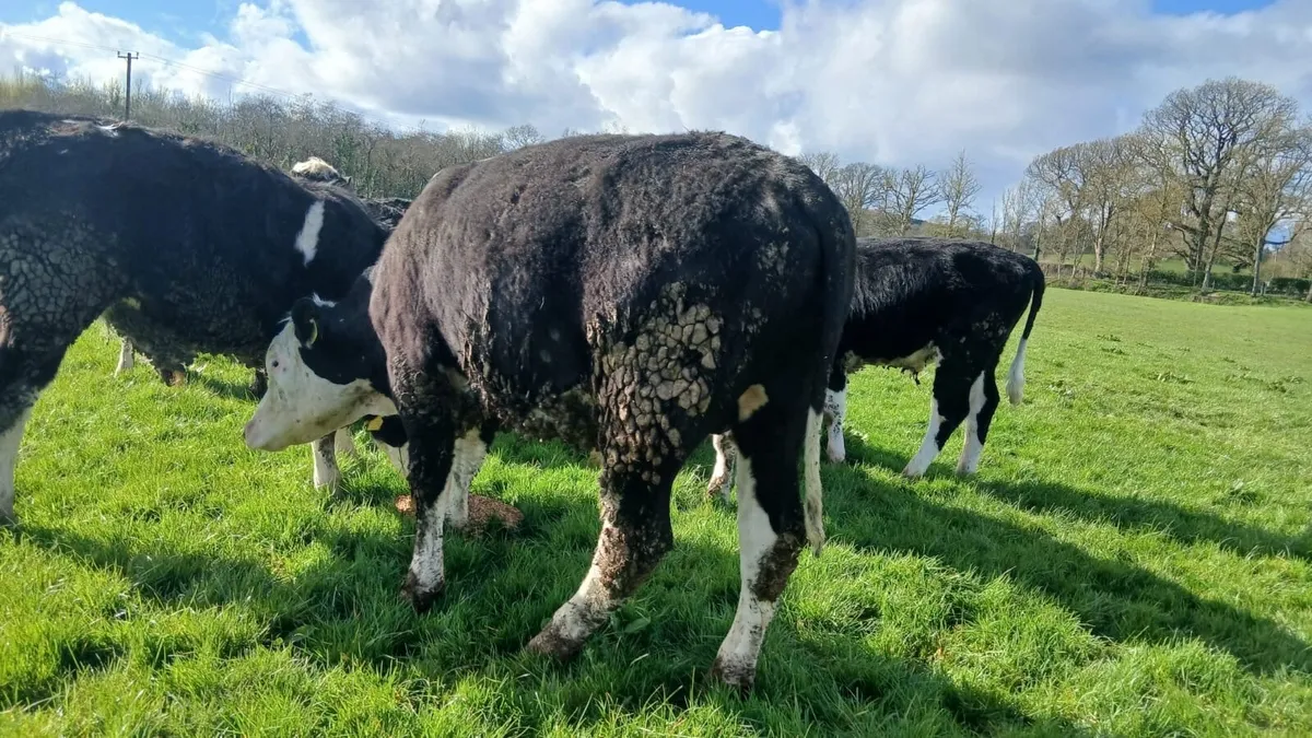 12 Hereford bullocks - Image 2