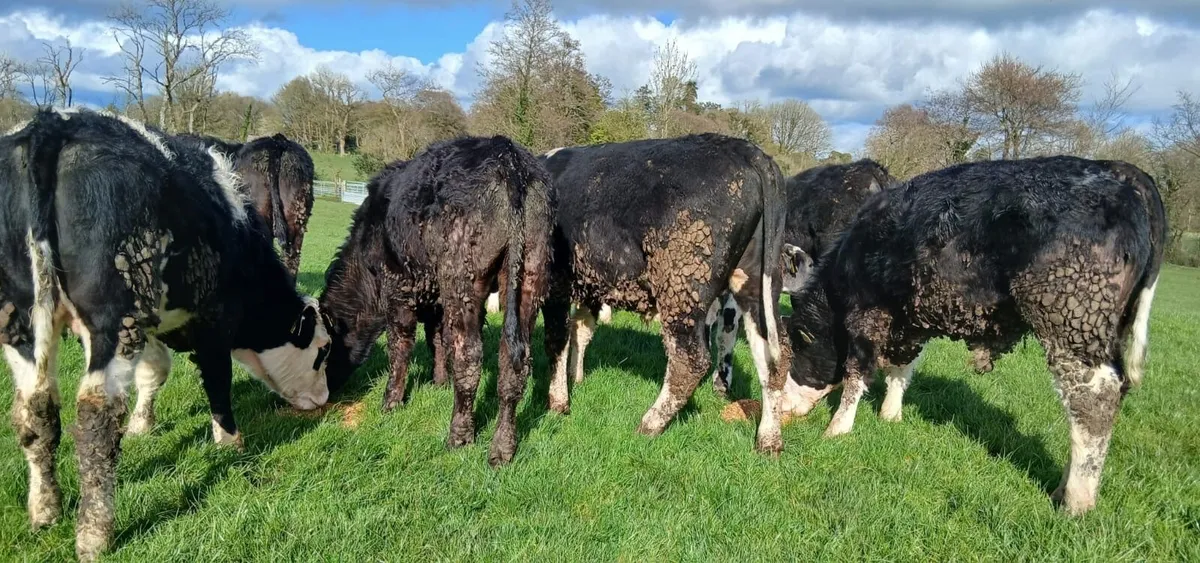 12 Hereford bullocks - Image 3