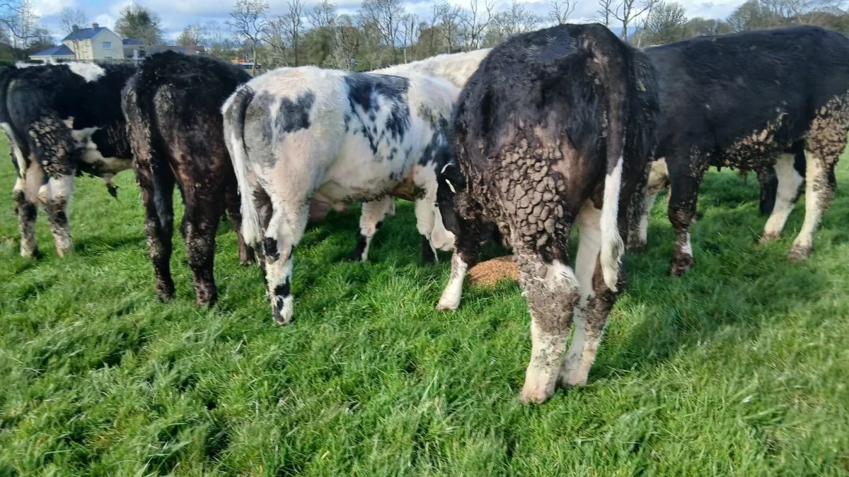 12 Hereford bullocks - Image 4