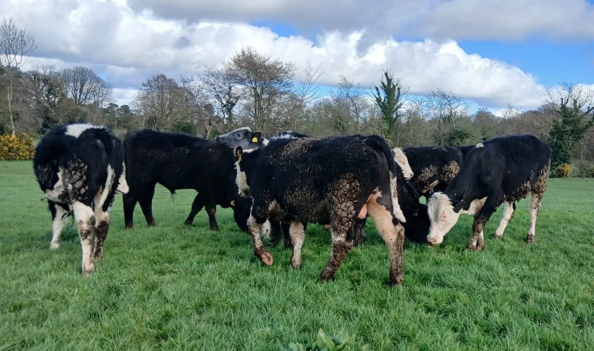 12 Hereford bullocks - Image 1