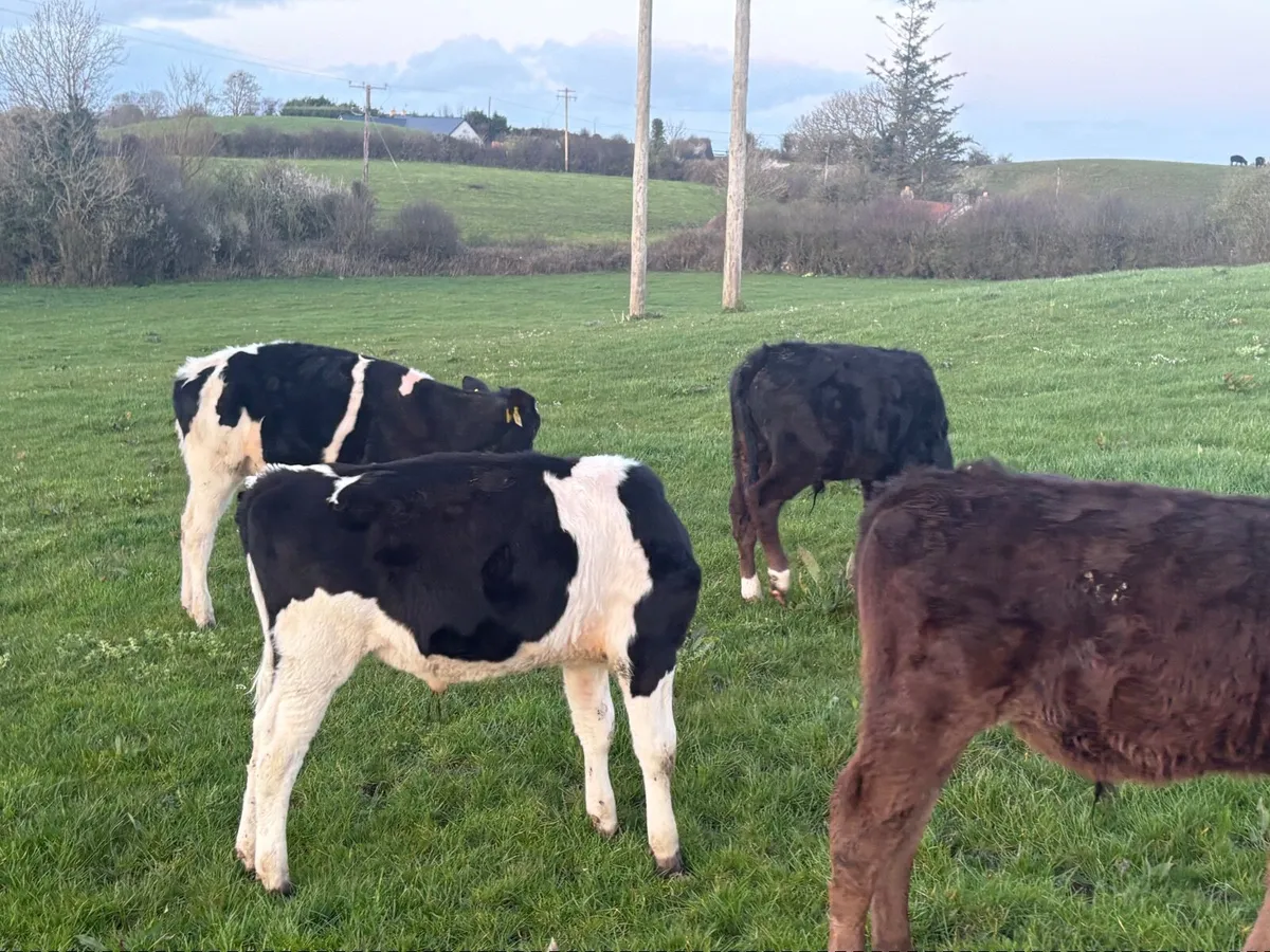 Limousin Angus Calves – Ready for Grass - Image 3