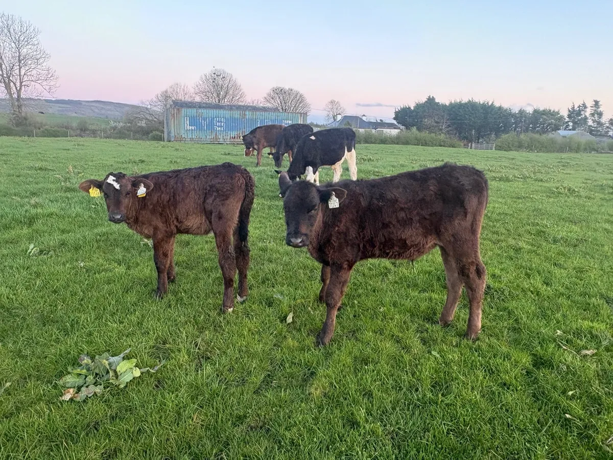 Limousin Angus Calves – Ready for Grass - Image 4
