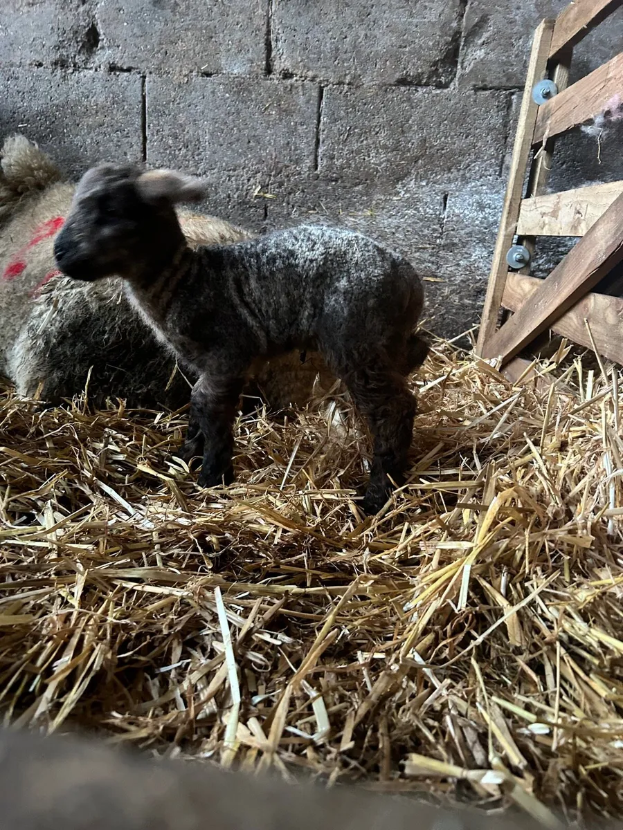 Pet lambs - Image 3