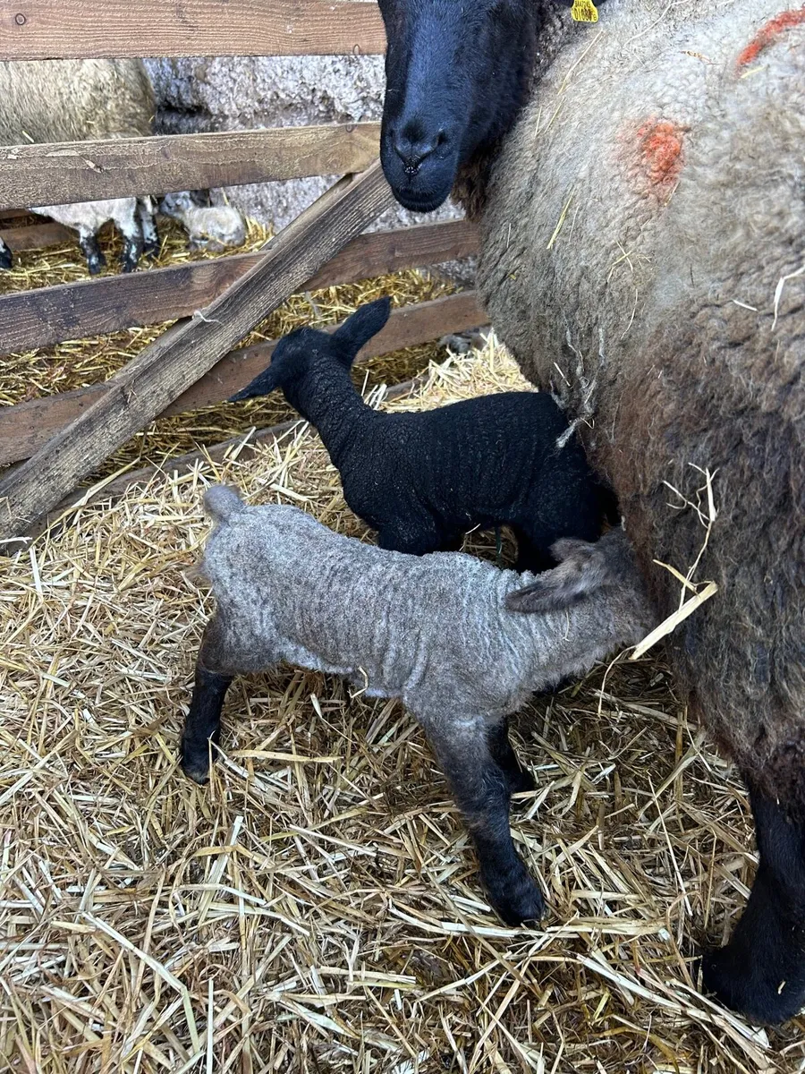 Pet lambs - Image 1